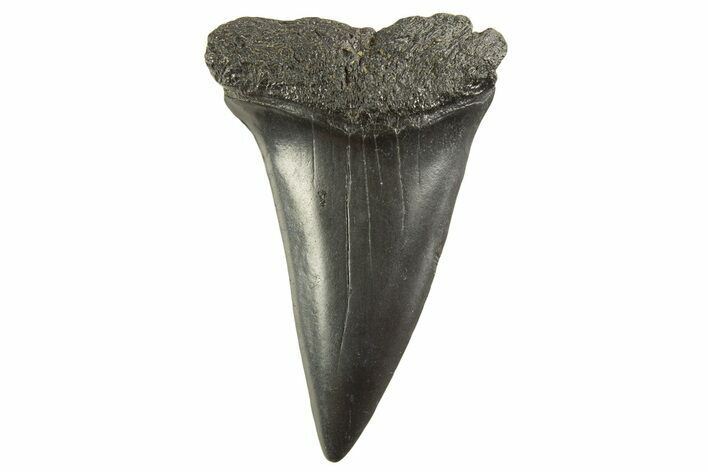 Fossil Broad-Toothed Mako Tooth - South Carolina #332395